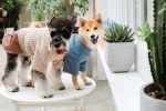 Touchdog 'Modress' Fashion Designer Dog Sweater and Dress